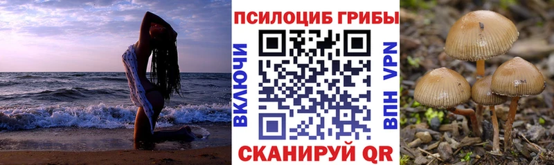 хочу наркоту  Курганинск  Галлюциногенные грибы Psilocybe 